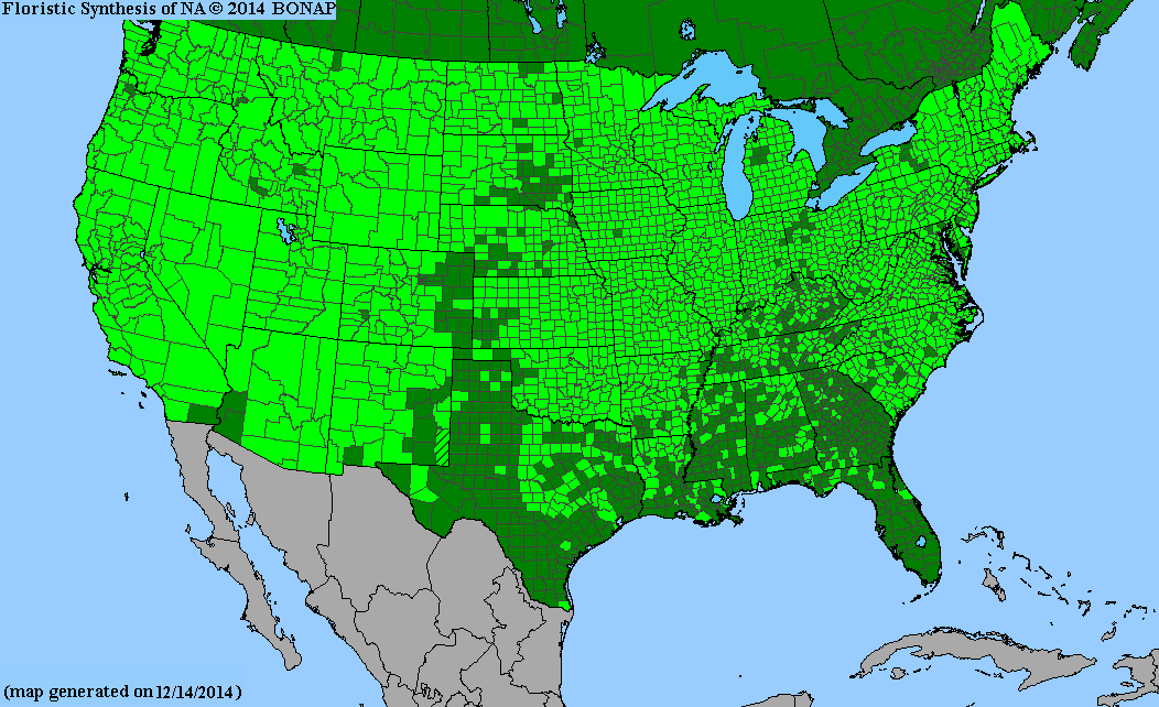 County distribution map of Achillea millefolium - Common Yarrow